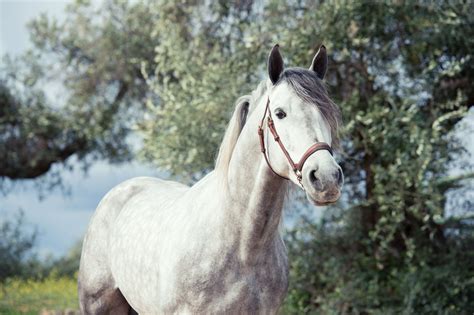 Discover the Exquisite Spanish Horse Breed Brands: A Guide to the Best of Andalusian, Lusitano, and Pura Raza Española Horses